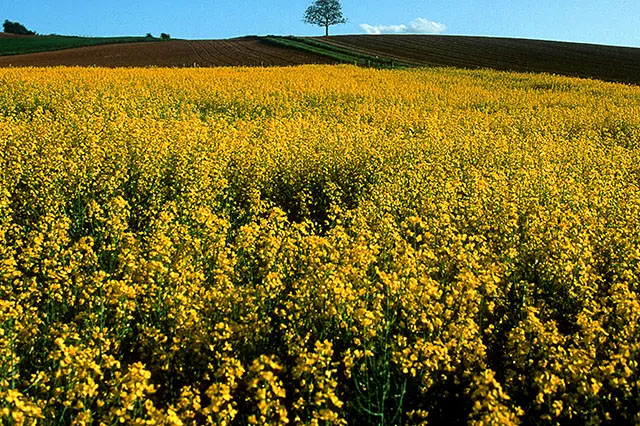 Rapeseed meal