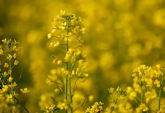 Rapeseed