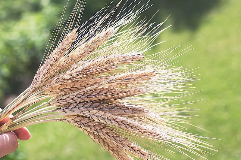 Triticale